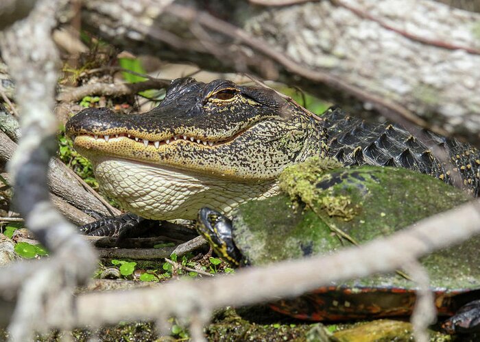 Alligator Greeting Card featuring the photograph Unlikely Friends by Brook Burling