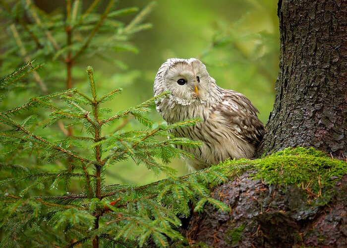 Owl Greeting Card featuring the photograph Ural Owl by Milan Zygmunt