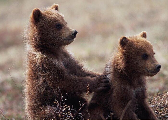 Brown Bear Greeting Card featuring the photograph Usa, Alaska, Denali National Park by Eastcott Momatiuk