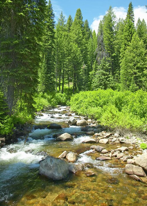 Outdoors Greeting Card featuring the photograph Usa, Idaho, Ponderosa Pines With Creek by Visionsofamerica/joe Sohm