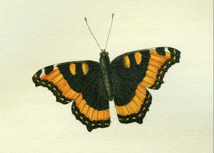 Entomology Greeting Card featuring the mixed media Vanessa furcillata detail by W W Wood