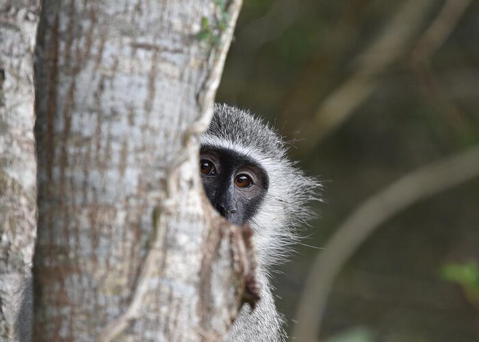 Vervet Greeting Card featuring the photograph Vervet Monkey, South Africa by Ben Foster