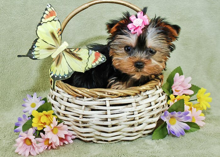 Pets Greeting Card featuring the photograph Very Cute Puppy by Stockimage