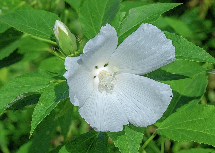 Nature Greeting Card featuring the photograph Very Rare almost All-white Crimson-eyed Rosemallow DFL0995 by Gerry Gantt