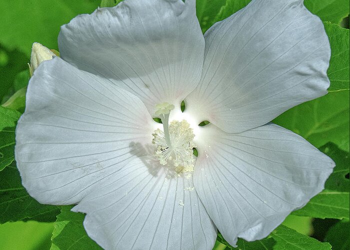 Nature Greeting Card featuring the photograph Very Rare almost All-white Crimson-eyed Rosemallow DFL0996 by Gerry Gantt