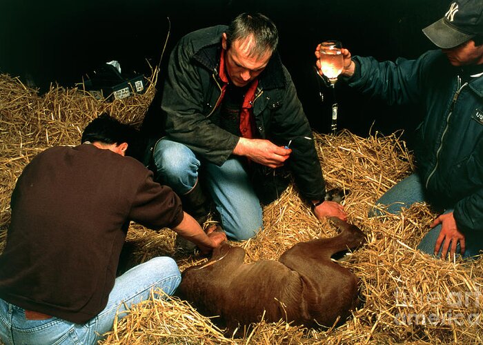 Horse Greeting Card featuring the photograph Veterinarian Giving Newborn Foal A Glucose Drip by Pascal Goetgheluck/science Photo Library