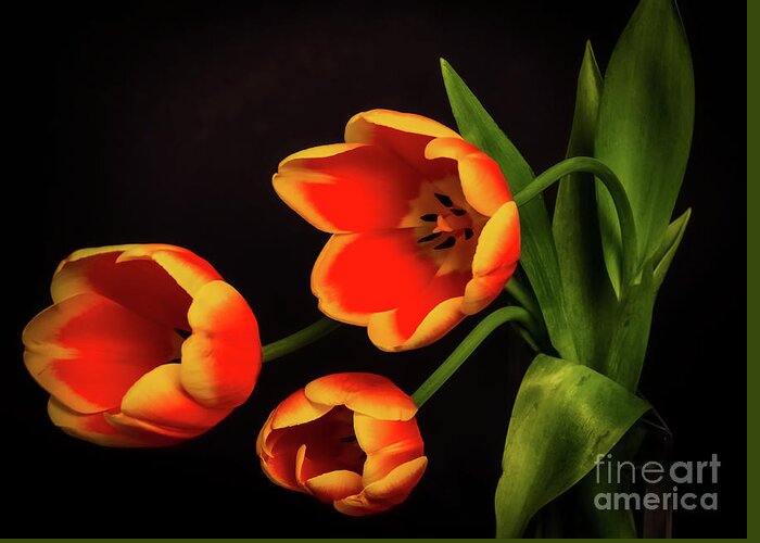 Nature Greeting Card featuring the photograph Vibrant Variegated Tulips by Mellissa Ray