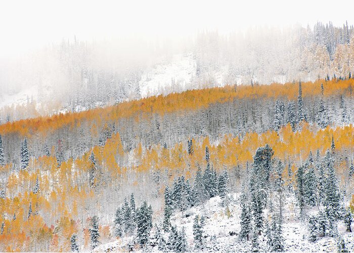 Snow Greeting Card featuring the photograph View Over Aspen Forests In Autumn, With by Mint Images