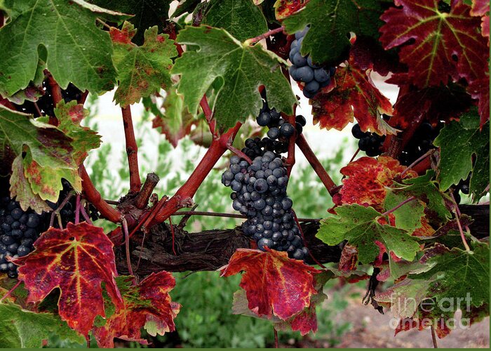 Wine Grapes In The Fall Greeting Card featuring the photograph Vineyard in the Fall by Terri Brewster