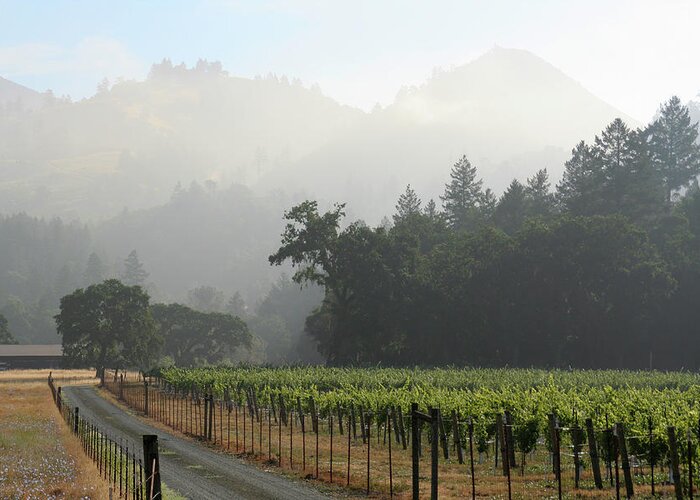 Alcohol Greeting Card featuring the photograph Vineyard Morning Mist by Yinyang