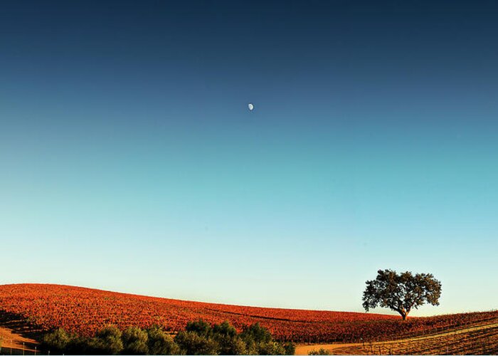 Scenics Greeting Card featuring the photograph Vineyard Sky Panorama by Larry Gerbrandt