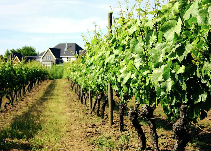 Pinot Noir Grape Greeting Card featuring the photograph Vineyard With Tasting Cottage by Alteryourreality