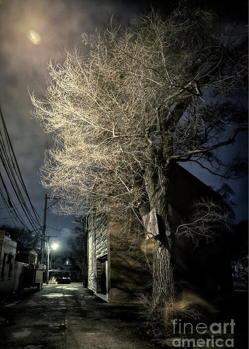 Alley Greeting Card featuring the photograph If Trees could Talk by Bruno Passigatti