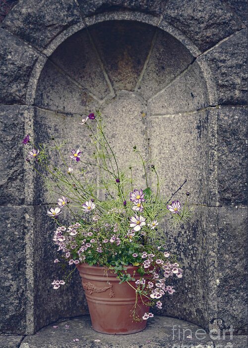 Terracotta Greeting Card featuring the photograph Vintage flower pot in stone alcove by Sophie McAulay