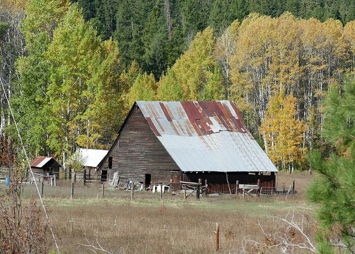 Farm Greeting Card featuring the photograph Vintage wooden barn with autumn poplars by Steve Estvanik