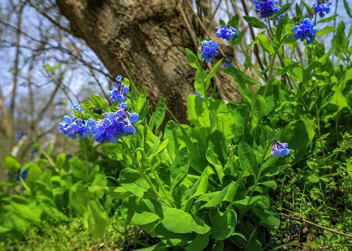 Virginia Bluebells Greeting Card featuring the photograph Bluebells by Dale R Carlson