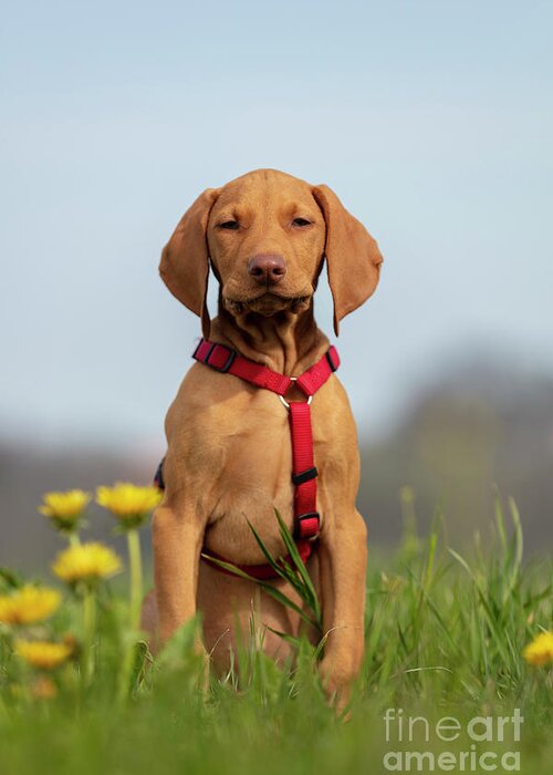 Animal Greeting Card featuring the photograph Vizsla Puppy Sitting In A Field by Michael Szoenyi/science Photo Library