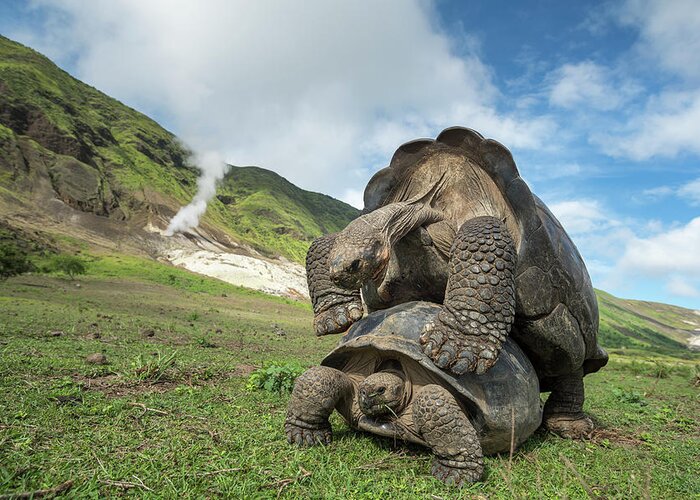 Animal Greeting Card featuring the photograph Volcan Alcedo Giant Tortoises Mating by Tui De Roy