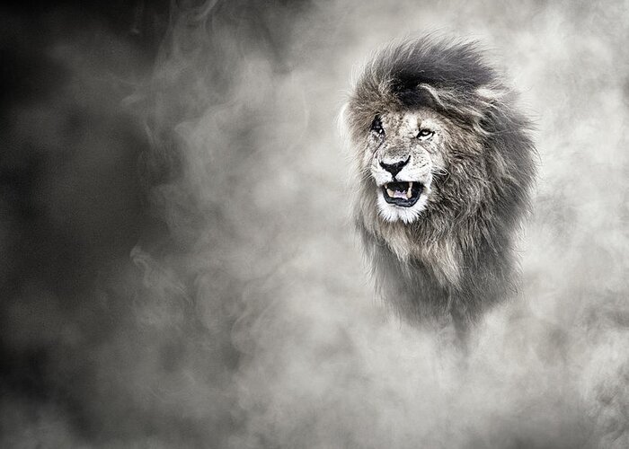 Lion Greeting Card featuring the photograph Vulnerable African Lion In The Dust by Good Focused
