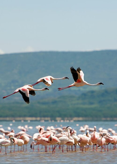 Animal Themes Greeting Card featuring the photograph Wading And Flying Flamingos by Grant Faint