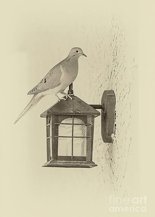 Mourning Pigeon Greeting Card featuring the photograph Waiting by Elisabeth Lucas
