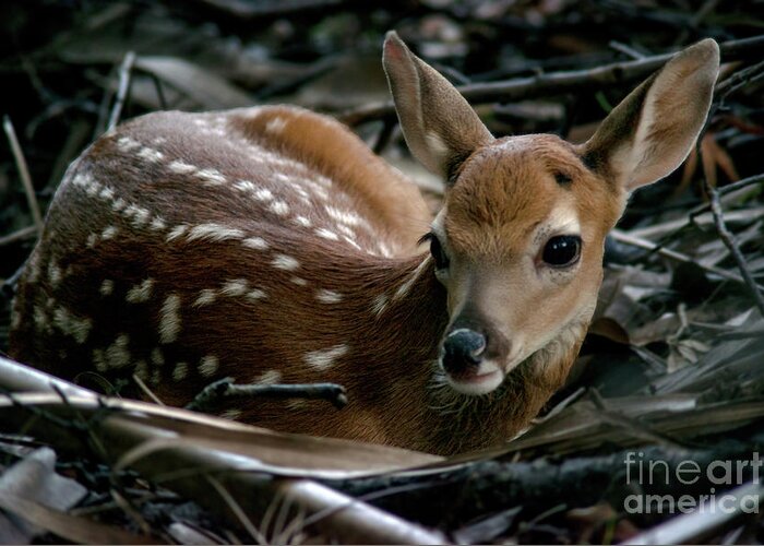 Fawn Greeting Card featuring the photograph Waiting for Mama by Jane Axman