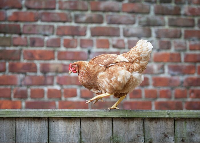 Anita Nicholson Greeting Card featuring the photograph Walk the Line - Chicken walking along a wooden fence by Anita Nicholson