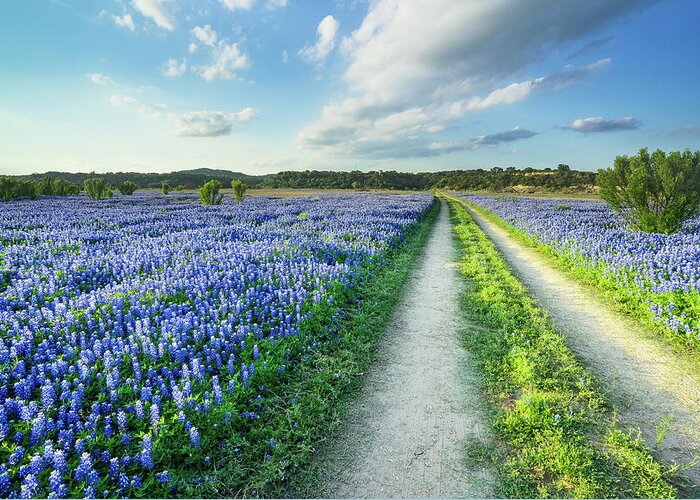 Bluebonnet Greeting Card featuring the photograph Walking In A Bluebonnet Field - Texas by Ellie Teramoto