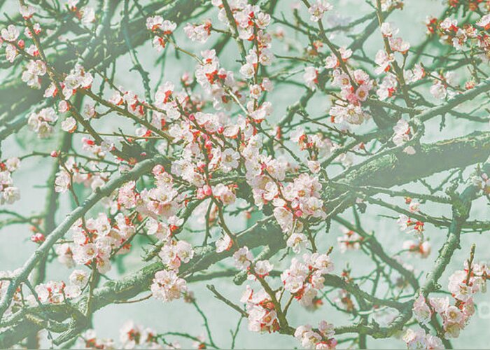 Cherry Greeting Card featuring the photograph Wallpaper with cherry blossom branch in japanese garden in sprin by Jelena Jovanovic