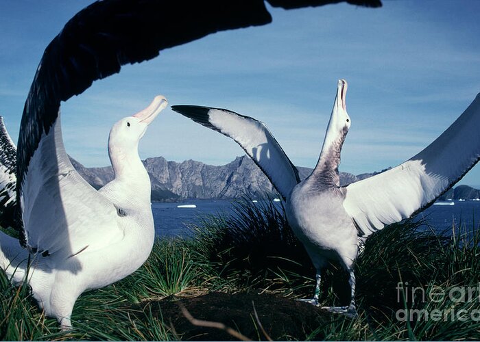 Marine Greeting Card featuring the photograph Wandering Albatross Courtship Ritual by British Antarctic Survey/science Photo Library