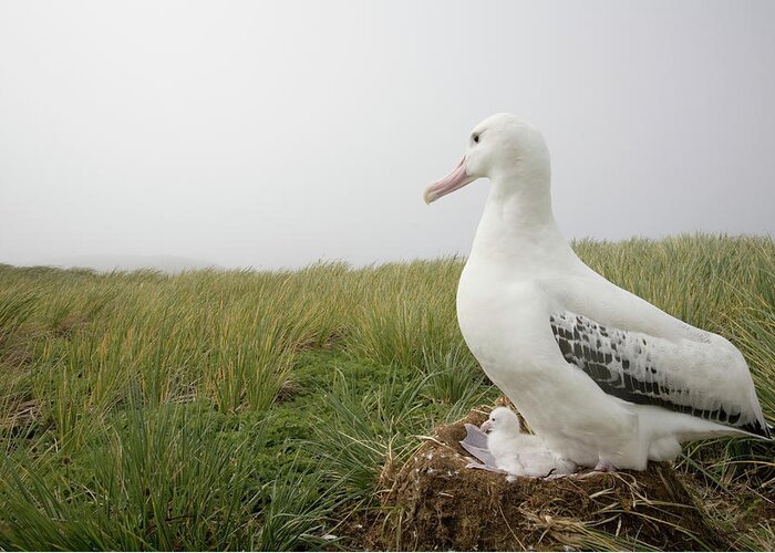 Tussock Greeting Card featuring the photograph Wandering Albatross Diomedea Exulans On by Paul Souders