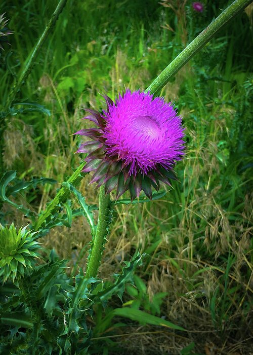 Thistle Greeting Card featuring the photograph Wanna Be in Scotland by Lora J Wilson