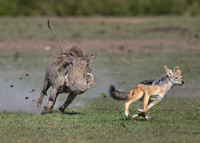 Africa Greeting Card featuring the photograph Warthog Vs Jackal by Xavier Ortega