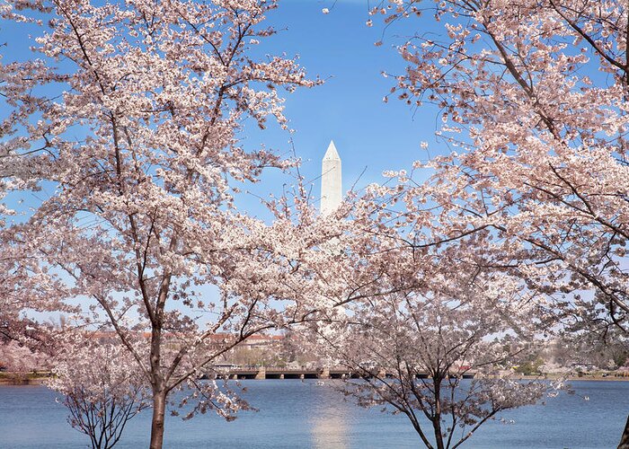 Event Greeting Card featuring the photograph Washington Monument And Cherry Trees by Jodijacobson