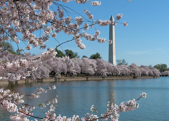 Scenic Greeting Card featuring the photograph Washington Monument from the Tidal Basin DS0063 by Gerry Gantt