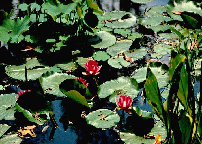 Water Lilies Greeting Card featuring the photograph Water Lilies Squared by Mike McBrayer