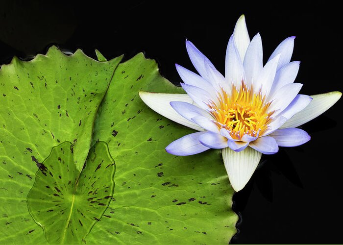 Water Lily Greeting Card featuring the photograph Water Lily by Patty Colabuono