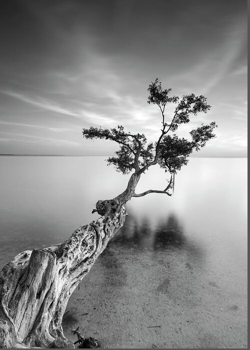 Ocean Greeting Card featuring the photograph Water Tree V by Moises Levy
