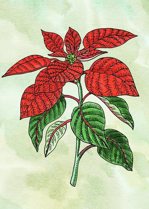 Red Greeting Card featuring the painting Watercolor Poinsettia Plant Botanical by Irina Sztukowski