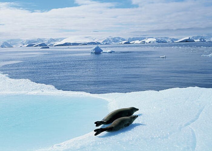 Iceberg Greeting Card featuring the photograph Weddell Seals Leptonychotes Weddelli On by Paul Souders