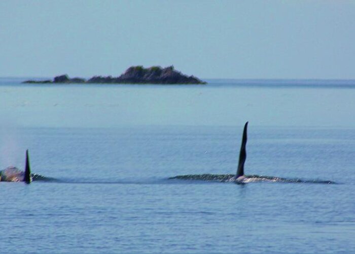 Orcas Greeting Card featuring the photograph West Coast by Fred Bailey