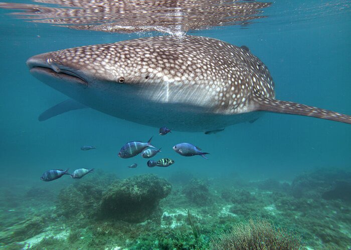 00586350 Greeting Card featuring the photograph Whale Shark And Reef Fish, Cebu, Philippines by Tim Fitzharris
