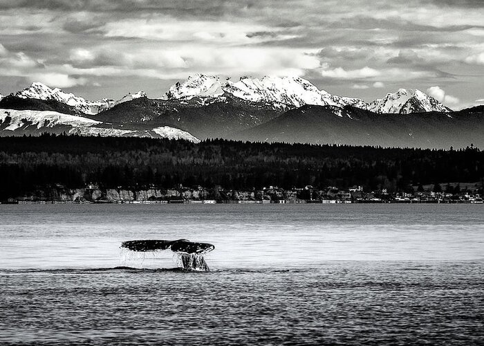 Gray Whale Greeting Card featuring the digital art Whale Tail by Ken Taylor