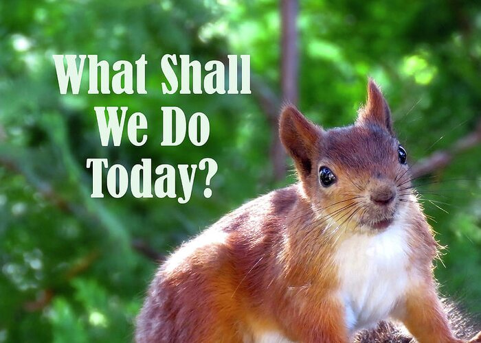 Squirrel Greeting Card featuring the photograph What Shall We Do Today by Johanna Hurmerinta