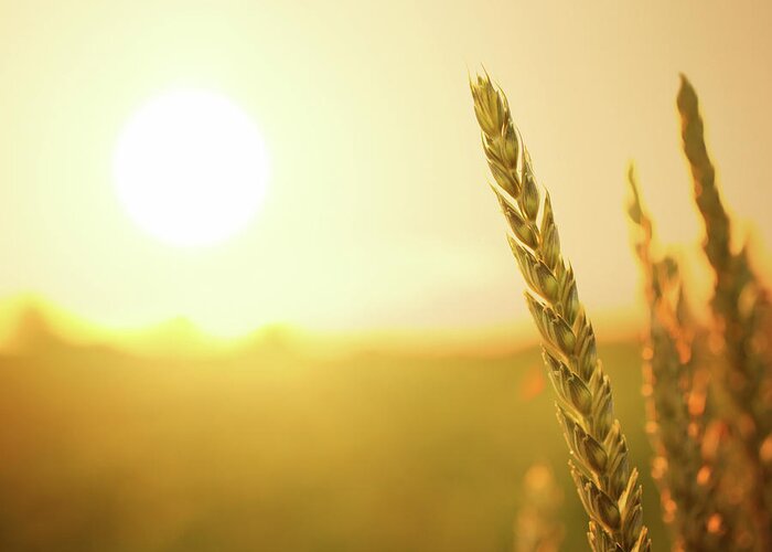 Scenics Greeting Card featuring the photograph Wheat At Sunset by Gilaxia