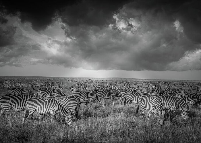 Zebra Greeting Card featuring the photograph Where Referees Go To Commiserate With Each Other by Jeffrey C. Sink