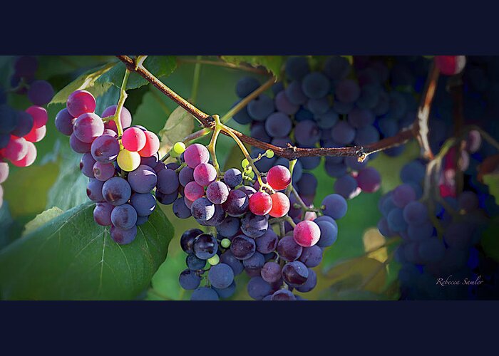 Grapes Greeting Card featuring the photograph Where the Wine Begins by Rebecca Samler