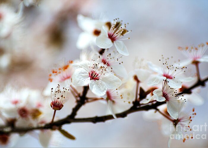 Whispering In White Blossom Greeting Card featuring the photograph Whispering In White Blossom by Joy Watson