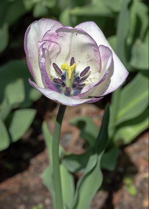 Tulip Greeting Card featuring the photograph White-and-Purple Tulip by Dawn Cavalieri