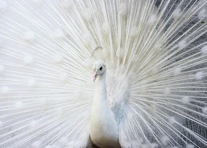 Animal Themes Greeting Card featuring the photograph White Beauty by Iqbal Khatri